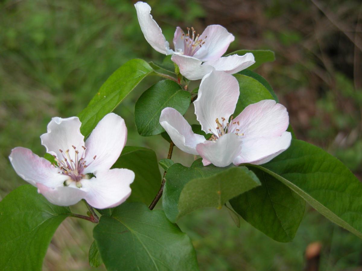 Quince flower